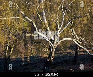 Beautiful spreading Silver Birch tree in Spring the princess of trees showing beauty in nature with it`s silver bark and golden foliage in a woodland Stock Photo